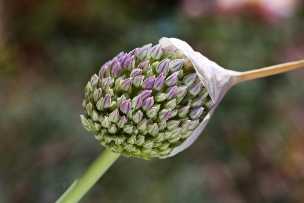 Garlic Flower With Cap by Joy Watson